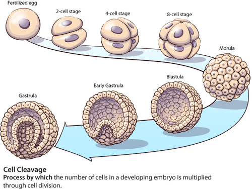 Fase Blastula